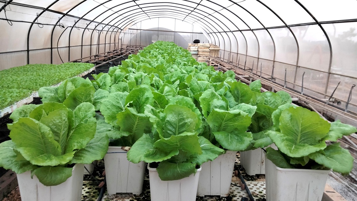 Imagen de los cultivos experimentales de lechugas cuyos microorganismos mejoraron en el estudio. IBMCP (CSIC-UPV).jpg